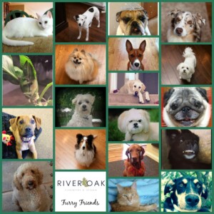 FurryFriends