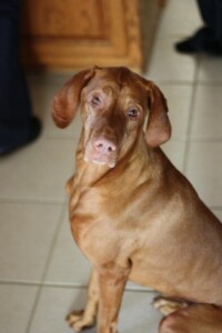Sammi